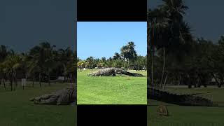 Cocodrilito 😵‍💫 #cancun #cocodrilo #fyp #videoviral #new