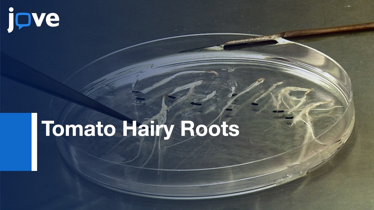 CRISPR Vector Construction & Characterization: DNA Modifications By Generation l Protocol Preview