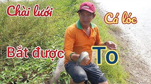 Khảivlog/1 buổi sáng đẹp trời cùng anh Chót đi chài lưới bắt cá và đã bắt được con cá lóc khủng.