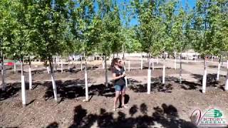 Tree Tuesday - Autumn Blaze Maple At Victory Greens