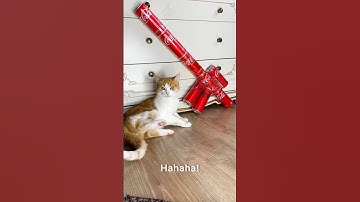 A gun made of soda cans😼🔫 #catsofyoutube #funnycat #thatmeowkitty #diy