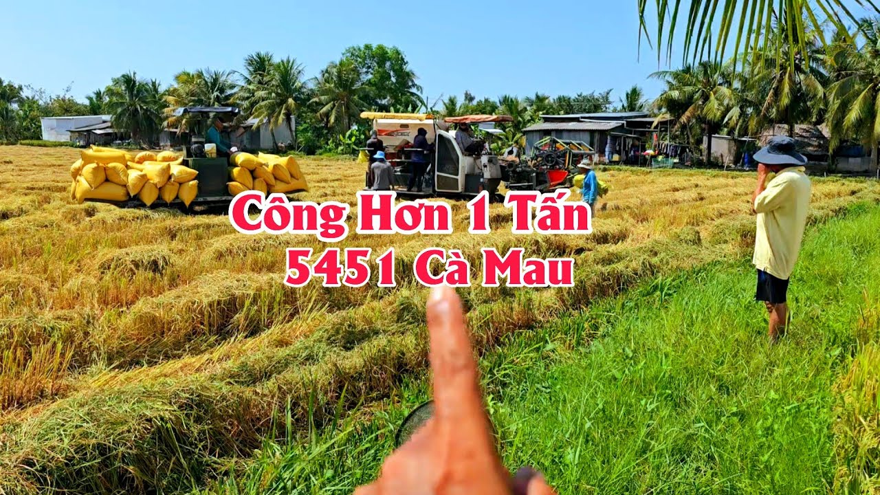 28/2 Cắt hơn 10 công 5451 mỏi công hơn 1 tấn người dân phấn khởi