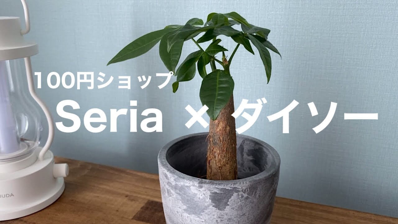 100円ショップseria セリア でオシャレな鉢カバーを見つけダイソーで観葉植物をお買い物 パキラ クッカバラ Youtube