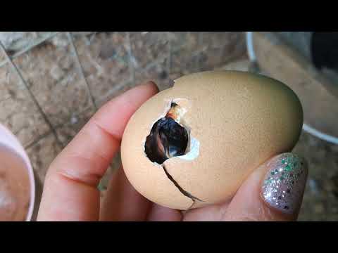 Video: Manteniendo Aves En El Campo, Razas De Pollos, Codornices