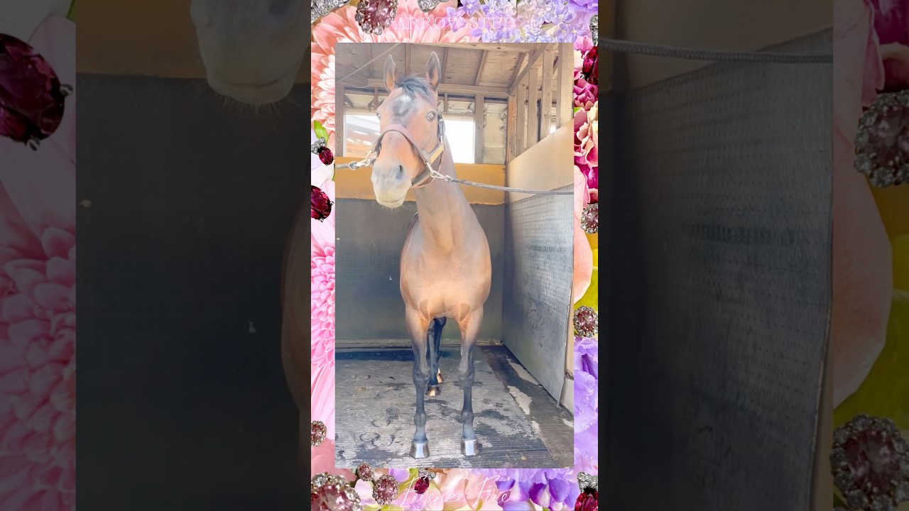 『ダノプ/ボビー/フィレンツェ』💘☪️ #アロースタッド #ダノンプレミアム #シャンハイボビー #フィレンツェファイア #horse #horseracing