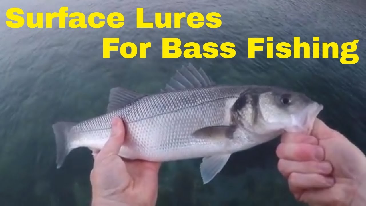 Surface lures for Bass fishing UK Great Surface lure fishing. YouTube