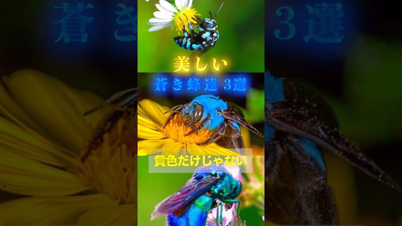 「青いハチ」って知ってる？ 青いハチ3選