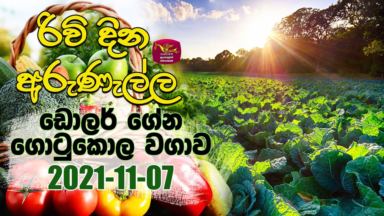 Rividina Arunella - ඩොලර් ගේන ගොටුකොල වගාව | 2021-11-07 | Rupavahini | Agricultural Programme
