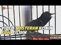 Masteran Konin Full Cililin Mp3 - Mp4 Download