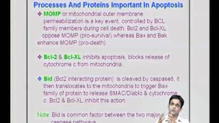 ⁣Mod-15 Lec-29 T cell survival