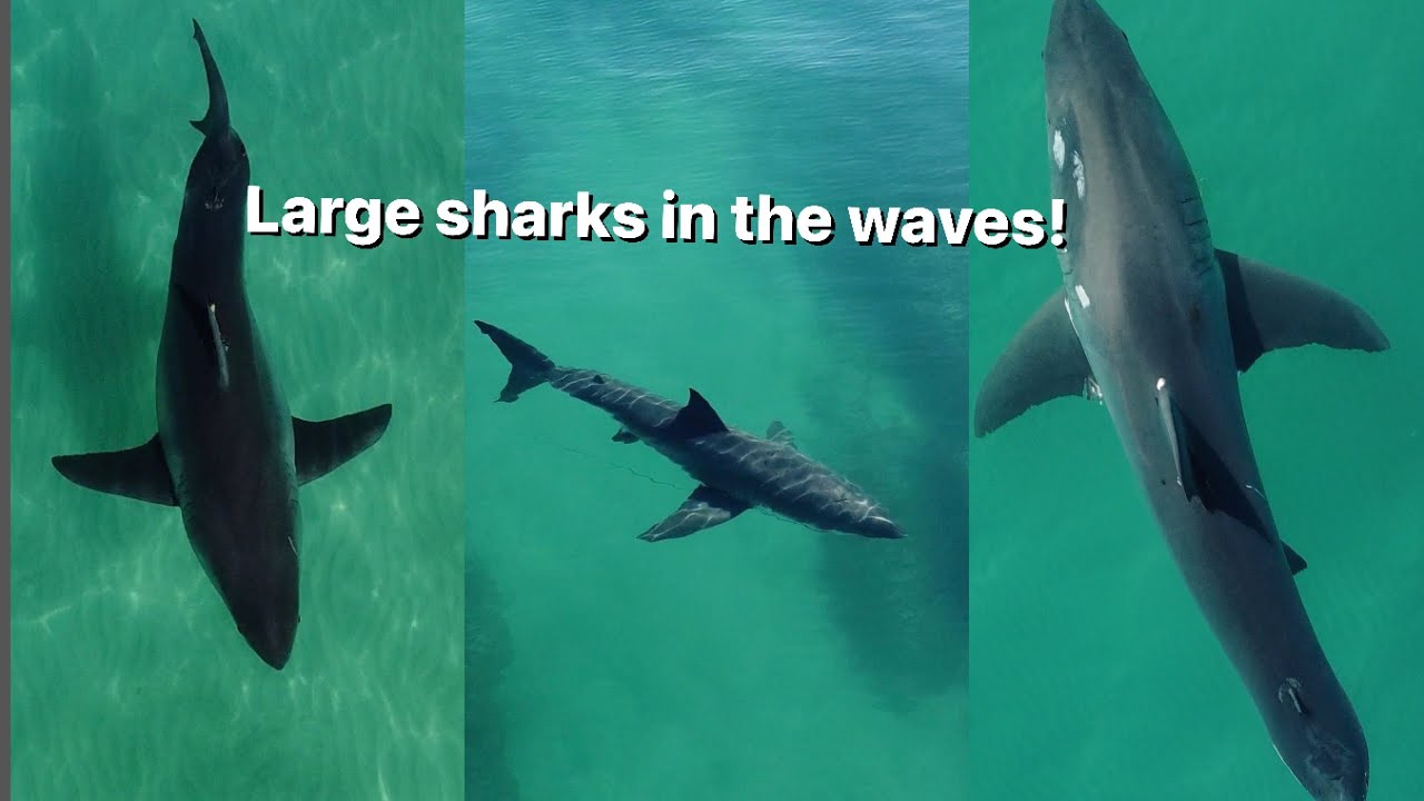 great-white-sharks-in-crystal-clear-shallow-water-and-in-large-numbers
