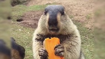 Groundhogs fighting for food