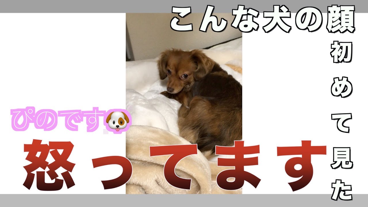 犬 拗ねる 飼い主が本気で怒ったらこうなります Youtube