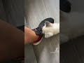 Una barriguita mas que alimentar #adoptánocomprés #apoyaelcanal #rescates #parati #shorts
