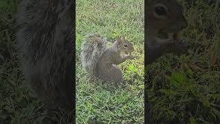Feeding Wild Squirrels