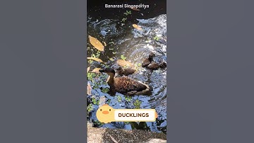 #duck with #ducklings 🦆🐤 #mothernature #kidsvideo