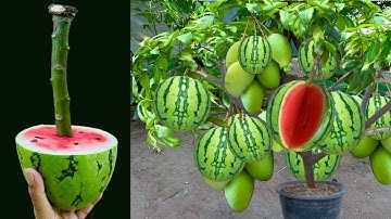 Great technique for grafting Mango tree and watermelon with Onion, how to grow mango tree many fruit