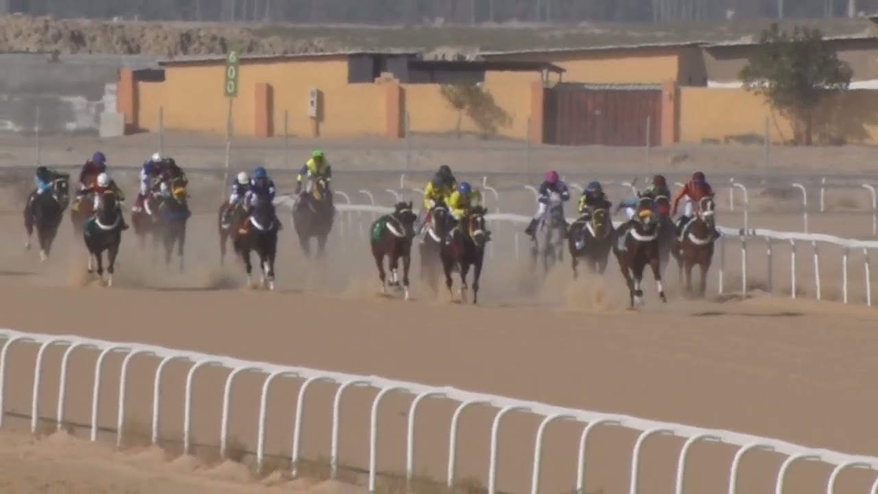 ميدان الفروسية بالأحساء لعام ١٤٤٦هـ حفل (11) شوط الثاني المركز الأول (البحر المتلاطم)