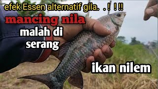 Mancing nila menggunakan Essen kukubima anggur ‼️ dan lihat hasilnya ‼️