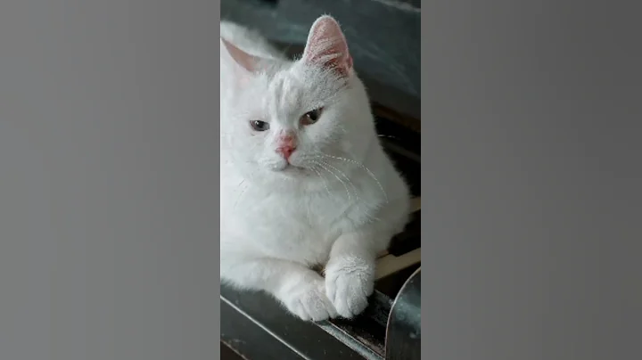 Video 5573931: sweet pets, cute pets, white cat