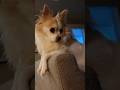 Chihuahuas love you sometimes 😜