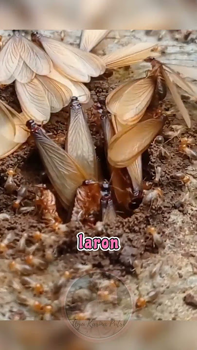 Alasan Kenapa Laron Suka Cahaya Lampu ⁉️ #shorts #faktamenarik