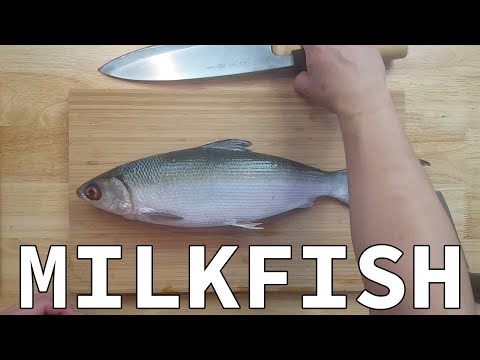 فيديو: كيف لطهي أسماك الألبان
