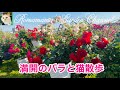 【満開のばら】ロマママガーデン2026 満開のバラと猫散歩 #河本ばら #あおばら