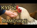 #влог/Как Заставить Курицу Сесть на Яйца?/Самый Лучший Инкубатор в Мире!/Яйценоскость Кур Несушек