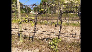 Grapevine pruning: the potential effect of late pruning on budbreak and phenological stages