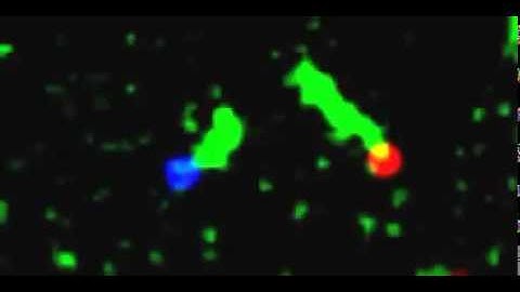 Nanotube interconnection formation movie
