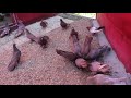 Baki Goyercinleri Бакинские Голуби Baku Pigeons Ruslan 2017