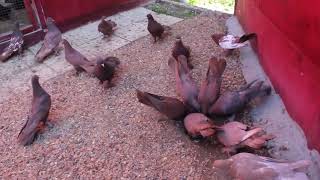 Baki Goyercinleri Бакинские Голуби Baku Pigeons Ruslan 2017