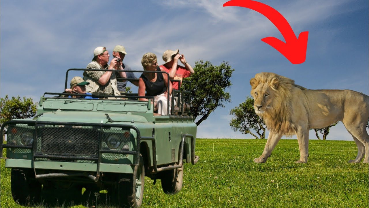 why don't lions attack safari vehicles