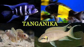 Niesamowite RYBY 🐟 jeziora TANGANIKA