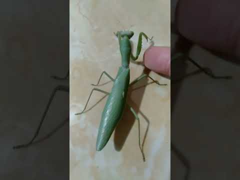 Video: Apakah belalang sembah membawa keberuntungan?