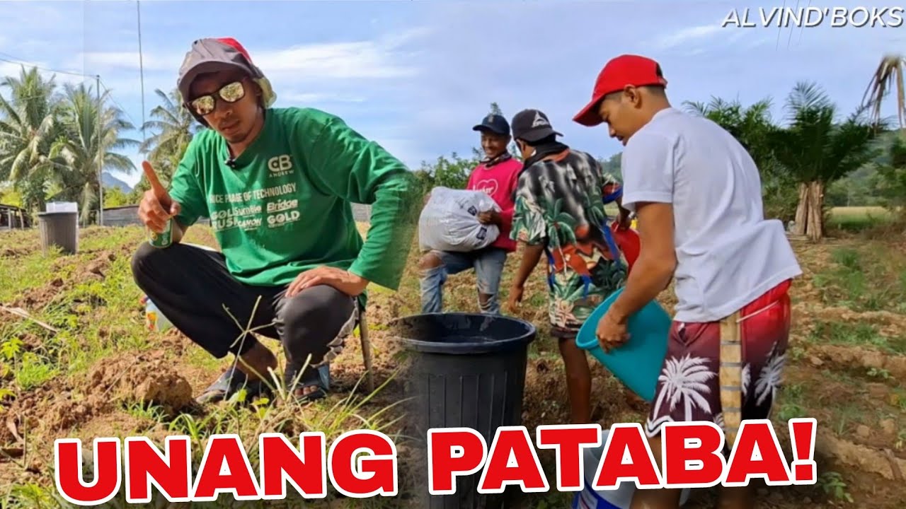 Si God Na Ang Bahala! Unang Pataba Sa Ating Kamatis! 