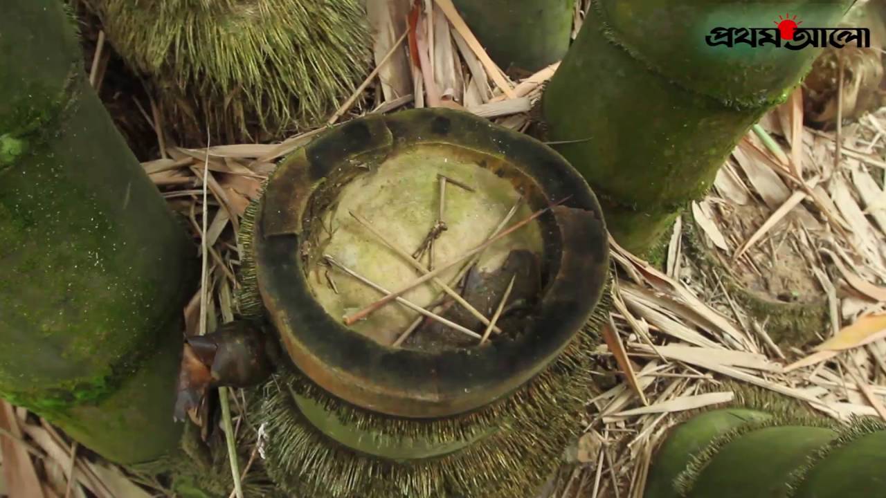 চট্টগ্রামে বাঁশের চাষ