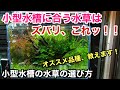 [最も好ましい] 小型水槽 水草 おすすめ 613749-小型水槽 水草 おすすめ