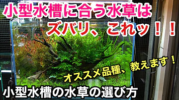 水草水槽に最適なソイルの厚みとは Adaネイチャーアクアリウム立ち上げ初心者 アマゾニア パワーサンドのセッティング 盛り土底床メイキング レイアウトの手順 前景草水草育成 水質管理ノウハウ Mp3
