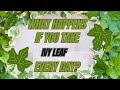 What happens if you take ivy leaf every day
