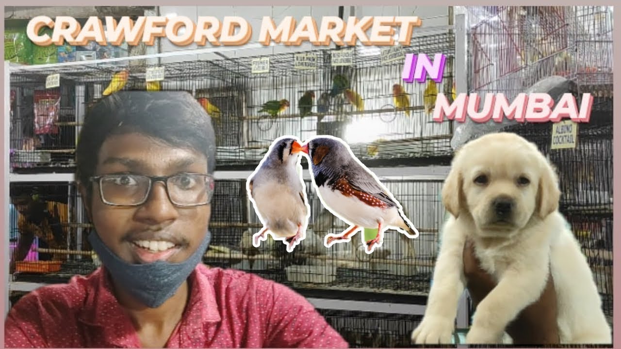 CRAWFORD MARKET MUMBAI PET ANIMALS TO BUY ON CHEAP PRICE PET MARKET MUMBAI PAVITHRANVLOGS