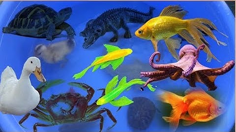 Con cá thật cá rô, con cua, con cá diếc,cá vàng, tên đồ chơi con tôm, bạch tuộc,con vịt, con rùa #10