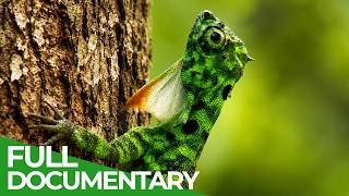 Wild Attraction | Wildest Survival | Free Documentary Nature