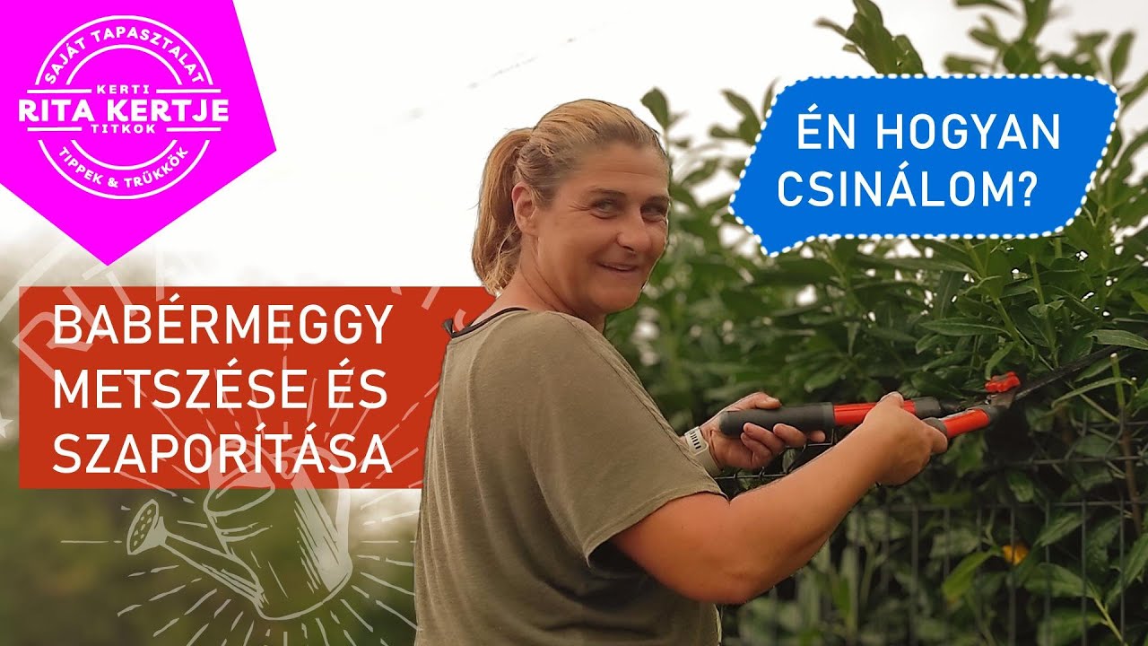 A Babérmeggy nyárvégi METSZÉSE és Dugványozása – Tippek Sövényhez és Szoliterekhez