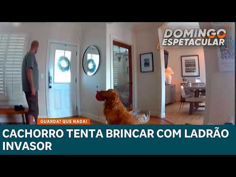 Golden retriever ignora invasor e tenta fazer amizade durante invasão nos EUA