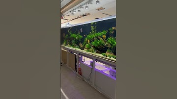 Most Beautiful Discus Tank I’ve Ever Seen
