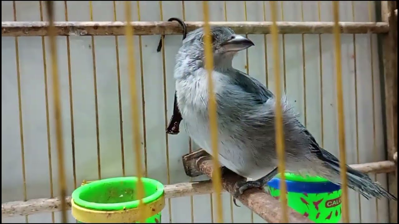 Tá lindo nosso asanhaço 