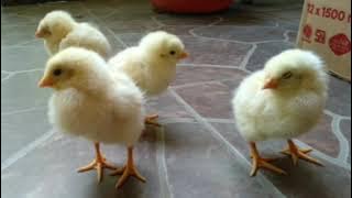 Backsound Ikatan Cinta