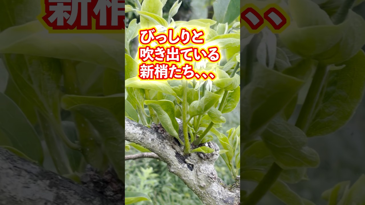 今回は芽かき作業